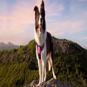 Border Collie wearing a durable pink nylon dog harness in a scenic outdoor setting