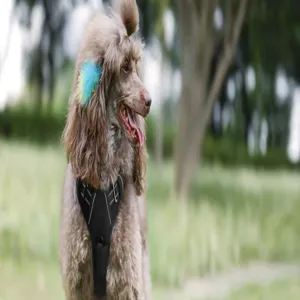 Detailed view of a reflective black nylon dog harness on a brown poodle in a park