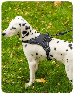 Seitenansicht eines Dalmatiners mit einem schwarzen Sattel-Geschirr für Hunde im Gras.