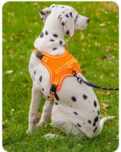 Detailansicht eines Dalmatiners mit einem orangefarbenen, ausbruchsicheren Hundegeschirr.