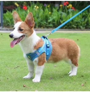 Blue reflective breathable dog harness and leash set worn by a Corgi outdoors on grass