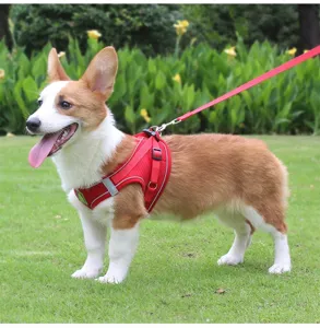 Red reflective breathable mesh dog harness and leash set shown on a Corgi dog outdoors