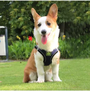 Corgi dog wearing a breathable blue mesh harness with reflective trim on grass