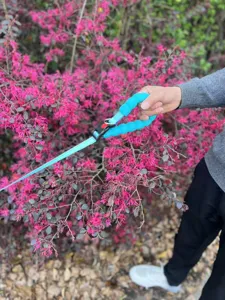 Dettaglio dell'impugnatura del guinzaglio ciano tenuto all'aperto con fiori rosa