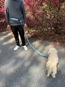 Guinzaglio elastico mani libere per cani con sfumatura blu, indossato intorno alla vita
