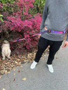 Guinzaglio per cani a mani libere multifunzionale con elastico indossato come cintura