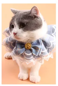 Close-up detail of cute blue plaid pet collar with lace trim and elegant bow tie