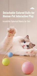 Un gatto Ragdoll giocherellone che interagisce con vivaci palline rosa, gialle e blu.