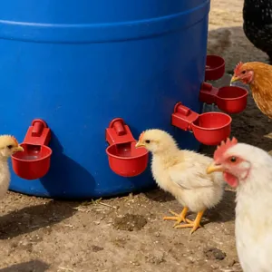 Poultry automatic waterer detail showing the red cups and blue barrel design for chickens.