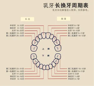 Graphique détaillé montrant la chronologie de l'éruption et de la chute des dents de lait.