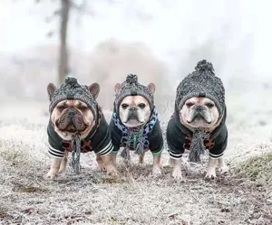 Cute winter pet dog hat knitted beanie with pom-pom and warm fleece for French bulldog pets.