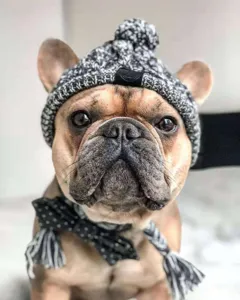 Detailed closeup shot of a stylish black and white knitted pet hat with pompom.