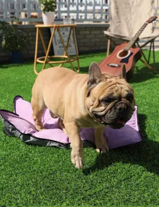 Tappeto da campeggio pieghevole per animali letto per cani portatile lavabile per viaggi all