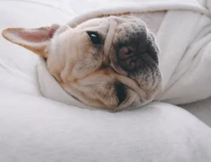 Detaillierte Nahaufnahme einer süßen französischen Bulldogge in einem weichen Haustierbademantel.