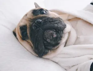 Saugfreicher Hunde Bademantel weiches Haustier Handtuch fuer Französische Bulldogge Mops