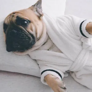 Joli peignoir pour animal de compagnie, vêtements de nuit doux et très absorbants.