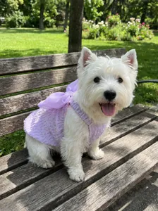Jolie robe bulle pour animal avec grand nœud en mousseline, vêtement mignon pour chiot en plein air.