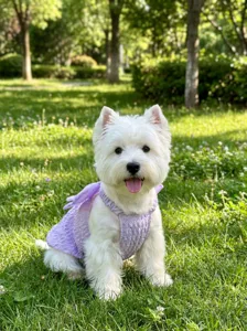 Jolie robe violette pour animal de compagnie avec ailes, jolie tenue de chiot en détail.