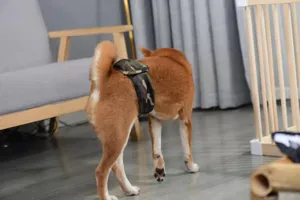 Gedetailleerd overzicht van hond met ademende camouflage buikband, gezellige huisdierenzorg.