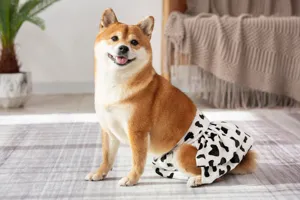 Detailed view of a cute dog wearing a cow print physiological skirt in a cozy indoor scene.