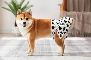 Close-up detail of cow print dog physiological skirt, comfortable fabric pet diaper wear.
