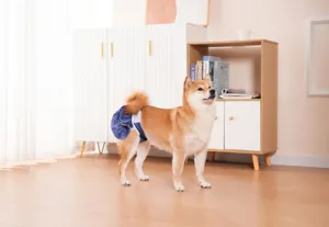 Gedetailleerde opname van een Shiba Inu in wasbare denim honden fysiologische broek.