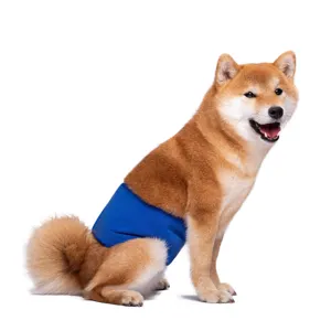 Detailed shot of a male dog wearing a comfortable blue belly band, perfect pet care accessory.