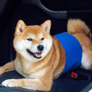 Close-up of a Shiba Inu wearing a blue dog belly band diaper for male pets in car seat.
