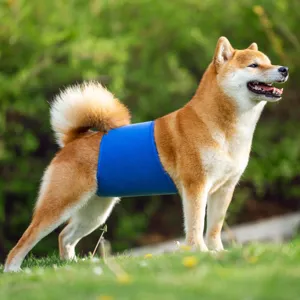 Detailed shot of a blue dog belly band worn by a Shiba Inu outdoors on green grass.