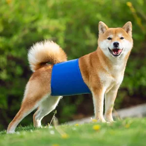 Dog belly band detail outdoor view, blue male wrap fabric for pet hygiene protection.