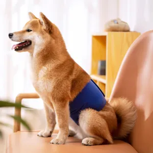 Detail shot of a male dog wearing a blue belly band wrap, showing the comfortable fit and fabric.