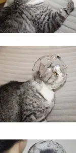 Transparent cat muzzle space hood designed for anti-biting grooming bath anti-scratch protection.