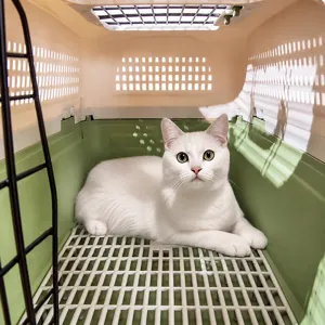 Detailed view of spacious pet carrier interior with white cat inside, breathable design