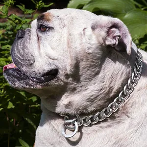Close-up detail shot of a heavy metal curb chain collar worn by a dog outdoors in green foliage.