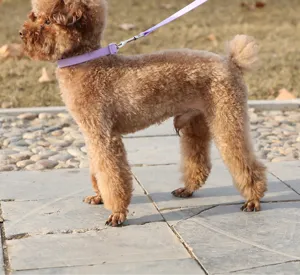 Ensemble laisse et collier pour chien, corde de promenade violette pour petits chiens.