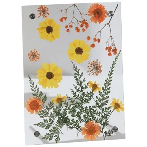 Noords minimalistische acryl gedroogde bloemen fotolijst, helder DIY geperst planten specimen.