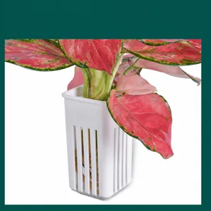 Panier de plante hydroponique mural pot en plastique blanc pour decor d'aquarium
