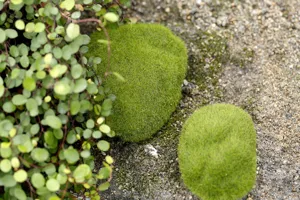 Artificial moss stones for micro landscape decor, fake green flocked lawn stones for crafts.