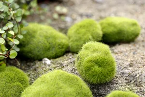 Artificial moss stones detail close-up shot, flocked plastic green lawn micro landscape decoration.