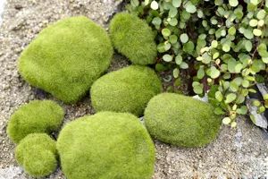 Close-up of artificial moss stones, showing realistic green flocked texture and details.