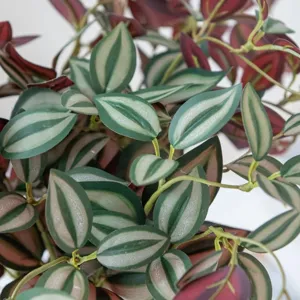 Artificial plant leaf detail, close-up of green and white striped foliage for home decor.