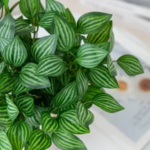 Close-up detail of artificial watermelon peperomia leaves, vivid green foliage for decor.