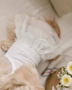Close-up detail of white lace mesh pet dress, soft breathable summer apparel for small dogs.