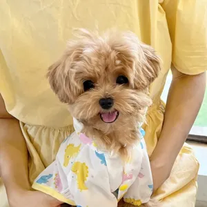 Mignon imperméable dinosaure pour chien vêtement animal étanche chiot joli détail vue