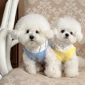 Dolce felpa con cappuccio per cani di piccola taglia come barboncini, abito primaverile.