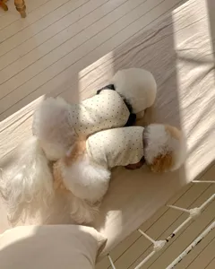 Cute polka dot pet dog hoodie, warm autumn winter clothes for small dogs like Bichon and Poodle.