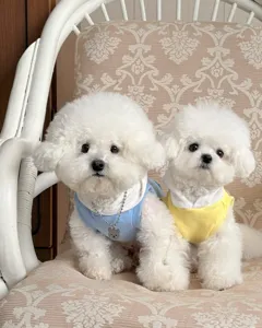 Vista dettagliata di cani con comode felpe di cotone per animali domestici, perfette in primavera.