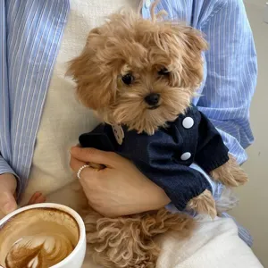 Vista detallada de chaqueta vaquera para perros pequeños, ropa elegante de mascotas.