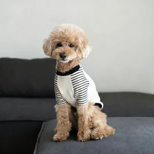 Close-up detail of cute pet dog wearing black and white striped sweatshirt for autumn winter.