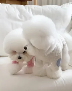 Cute pet knitted base shirt for small dogs like Bichon and Teddy, comfortable spring wear.